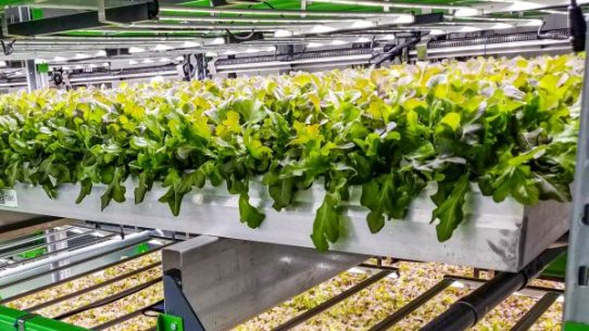 BF Vertical Farm BF Vertical Farm